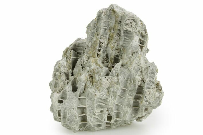 Silurian Dolostone w/ Sparkling Fossil Coral (Fletcheria) - Ohio #362628
